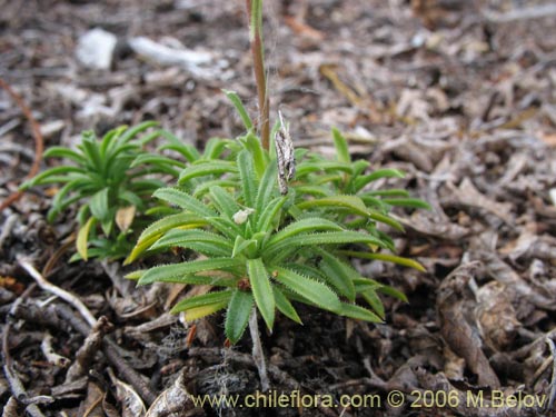 Imágen de Perezia recurvata (Perezia). Haga un clic para aumentar parte de imágen.